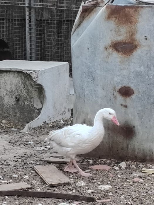 Vendo ou troco Ganso