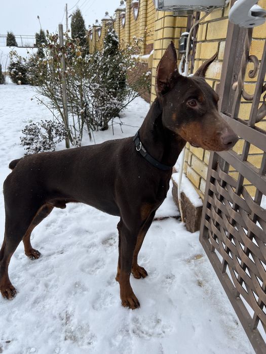 Доберман на в’язку