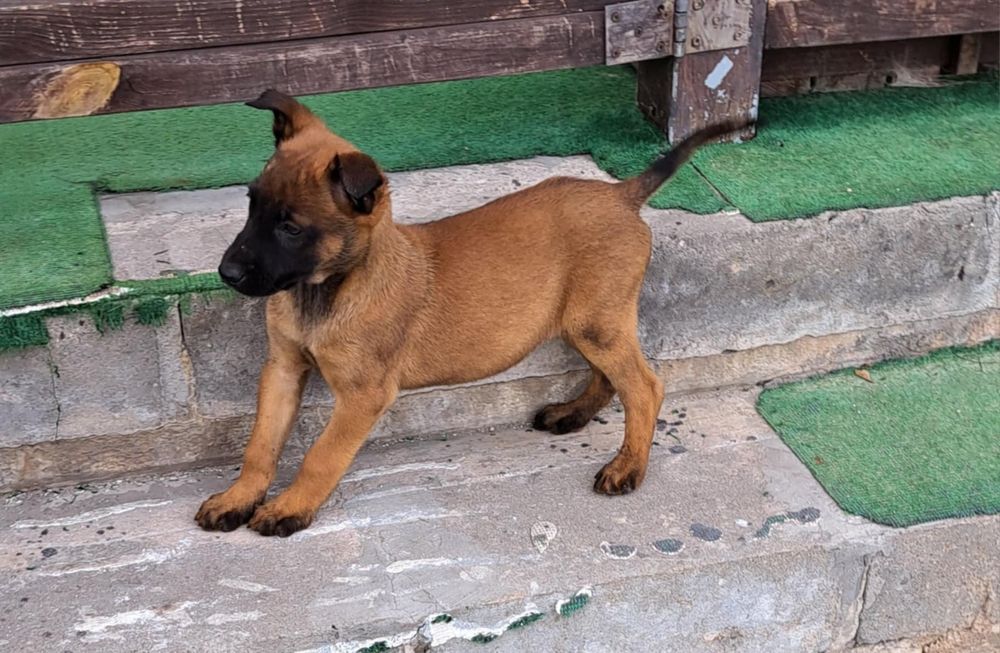 Owczarek Belgijski Malinois piesek
