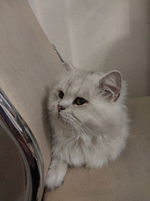 Галантний зеленоокий кавалер запрошує на побачення