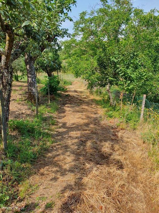 Agricultural land of nearly half a hectare - Trancoso