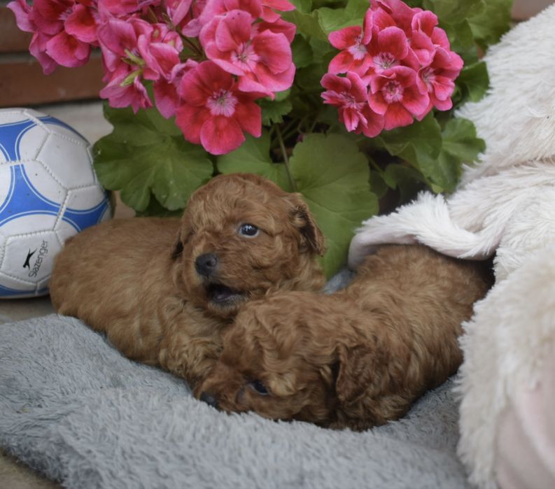 Maltipoo przepiękna dziewczynka