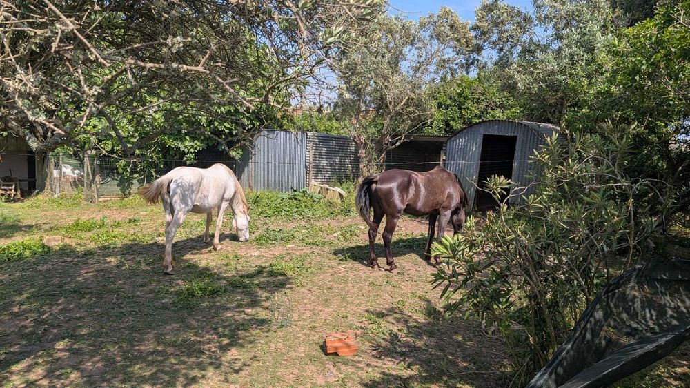 CERCAL Vendo Cavalo PSL Dressage + Égua + Zaldi Dressage