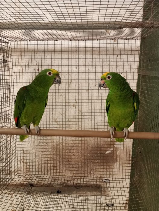 Casal amazonas ochrocephalo