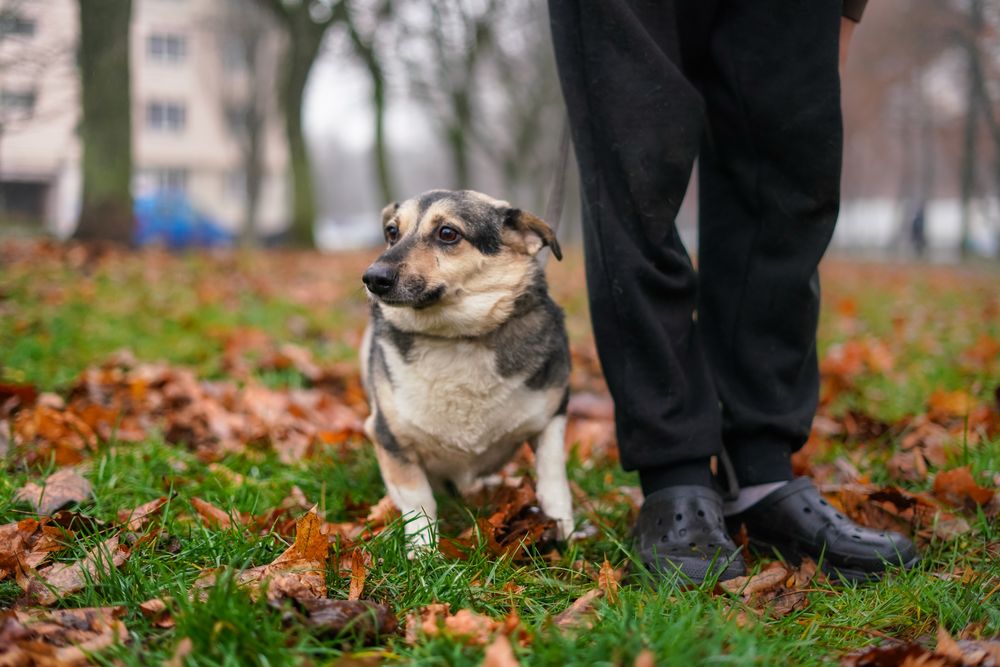 Маленькі врятовані песики з Мирнограда!