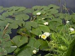 nanufara /lilia Holand