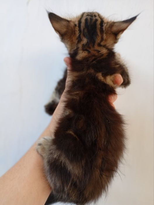 Породистые Котята девочки