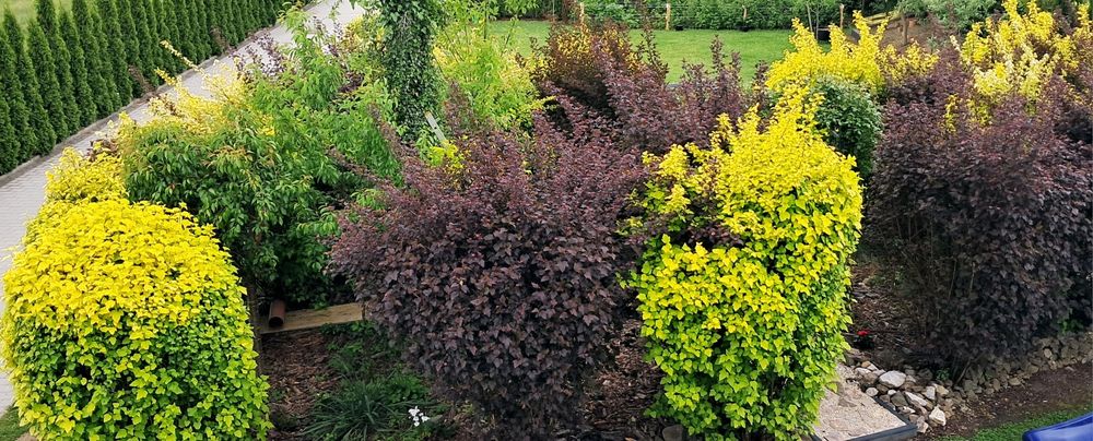 Pęcherznica kalinolistna