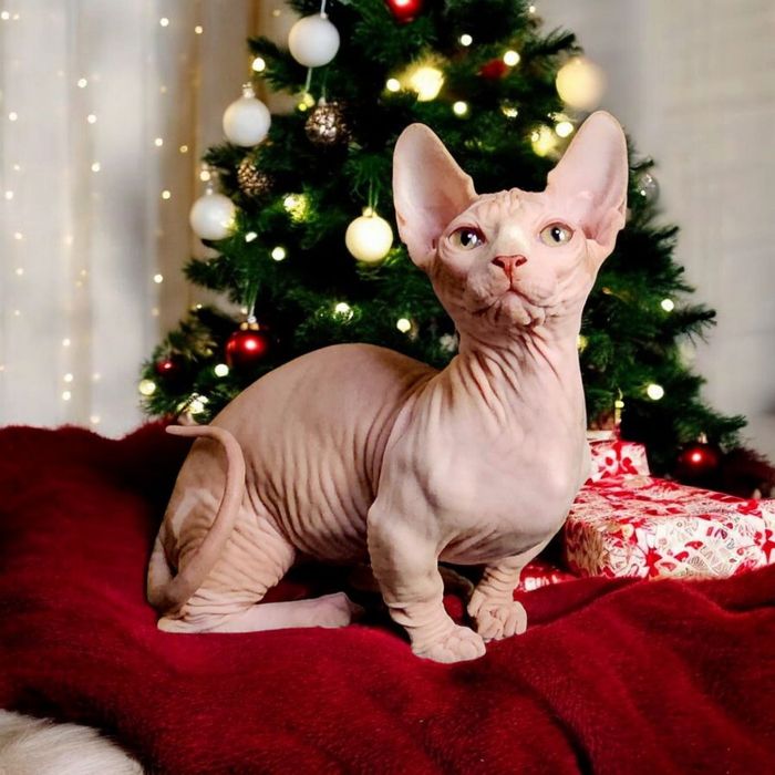 Експериментальні породи кошенят