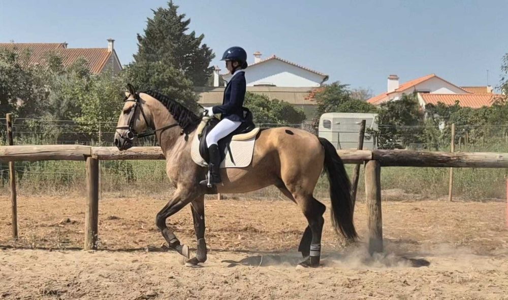 Cavalo Lusitano fora do vulgar