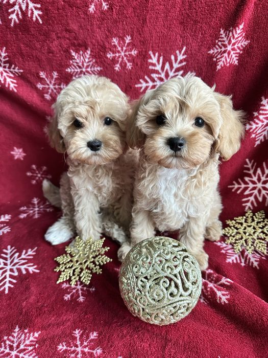 Красиві дітки мальтіпу мальтипу