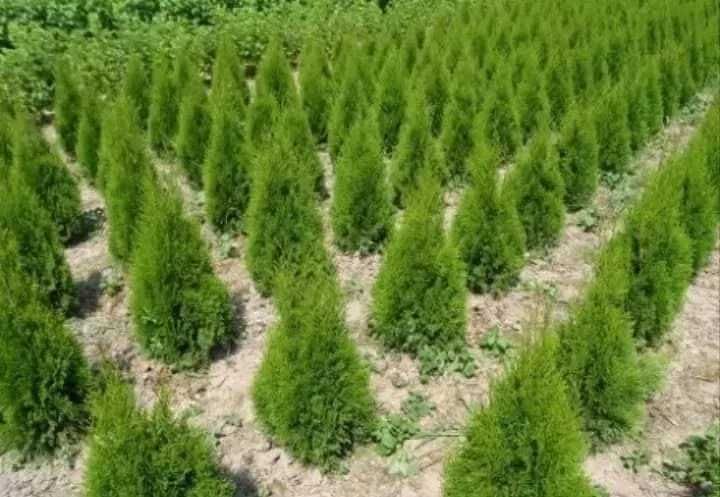 Туя, туї Смарагд 1–2 м • Грунтові, загартовані саджанці