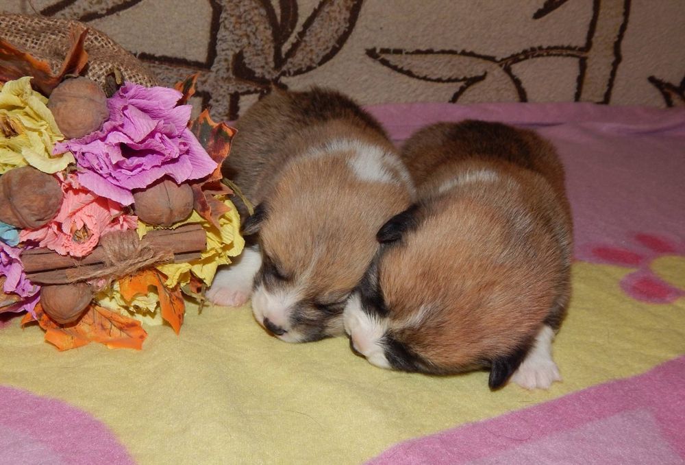 Мальчики Вельш Корги Пемброк