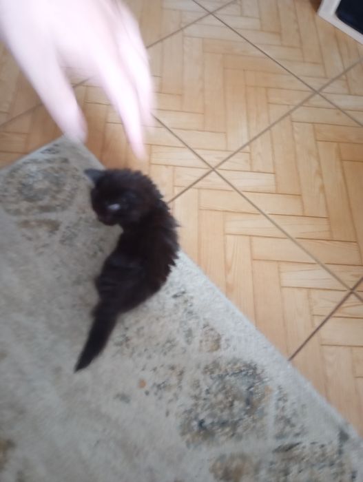Gatos para adoção
