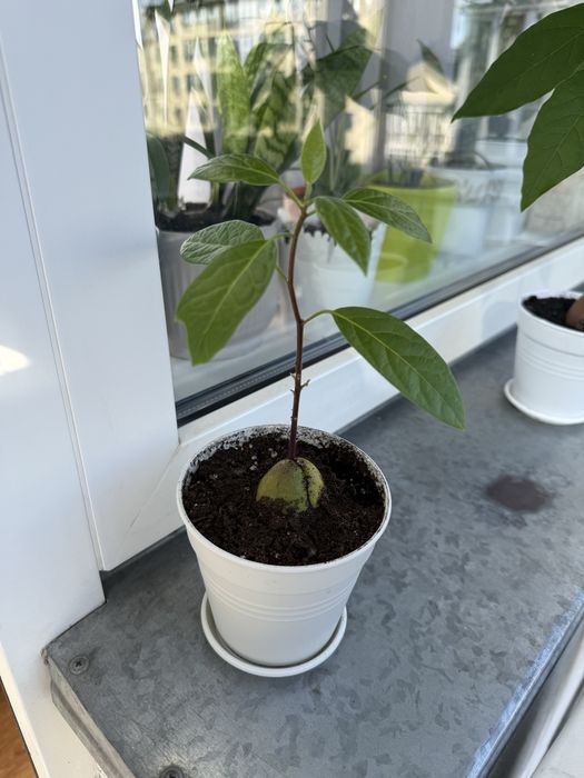 Вазонок. Дерево авокадо