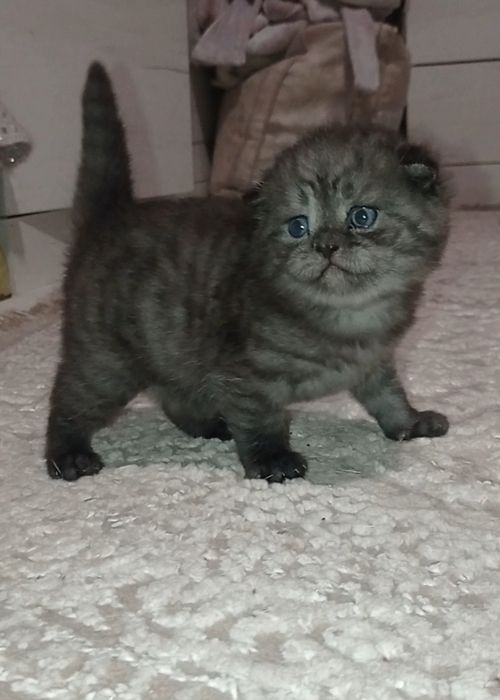 Кошенята шотландські сріблясті  фолд страйт