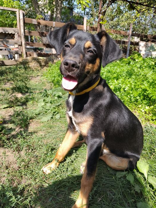 СРОЧНО ОТДАЕМ мальчика в хорошие ручки