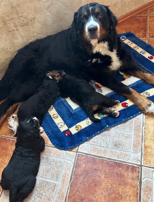 Berneński pies pasterski