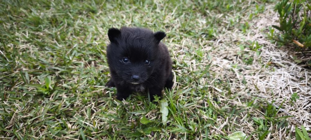 Spitz alemão anão fêmea Lulu da Pomerânia criado em ambiente familiar