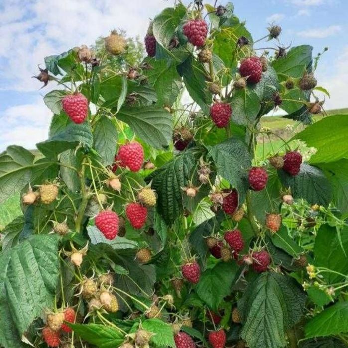 Садженці малини маравіла