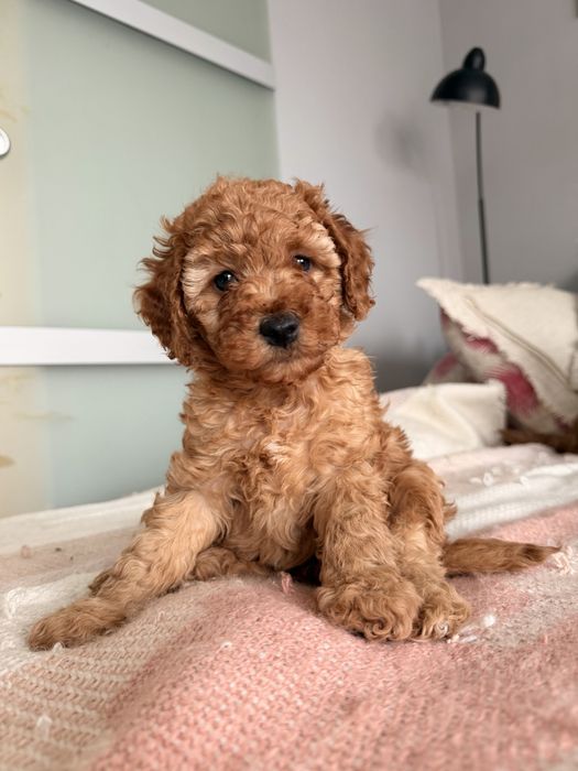 Spokojna, piękna SUCZKA pudelek minaturowy