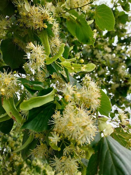 Цвіт липи  2025року