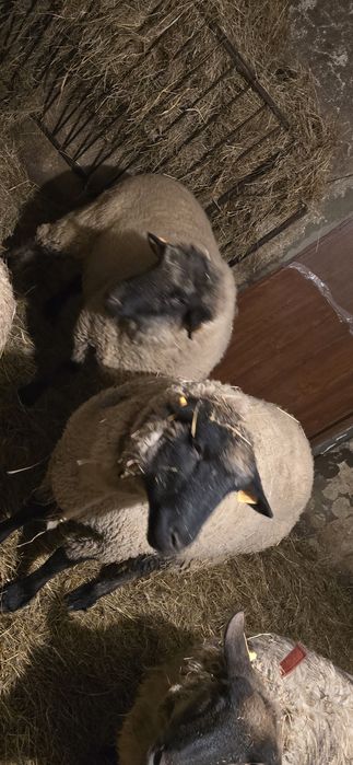 Sprzedam Parkę owiec suffolk