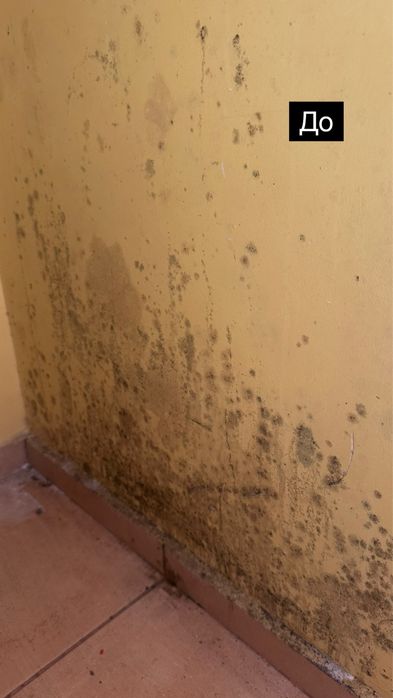 Удаление грибка , устранение грибка ! Удаление плесени с гарантией