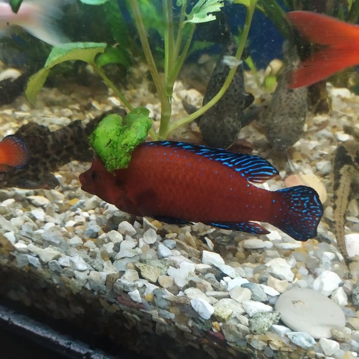 Продам рибки для больших размеров аквариум мастацембела красноволосая