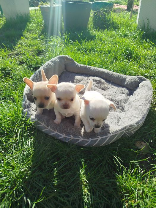 Щенки малюки чихуахуа