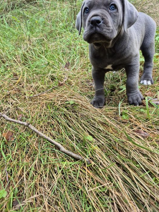 Niebieski czarny szary blue Cane Corso rodowód mocni rodzice z rodowodem