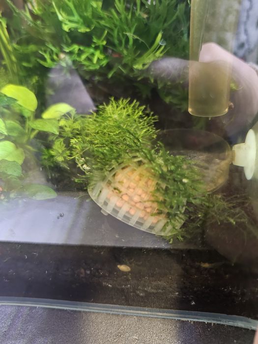 Musgo java  planta aquario