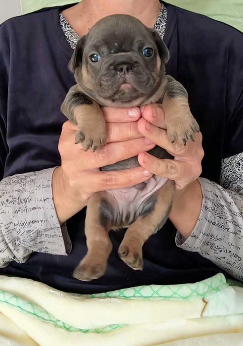 Французский бульдог голубой подпал