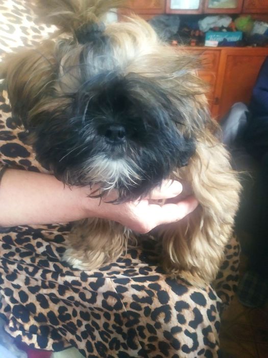 Срочно! Щенок породы ши-тцу