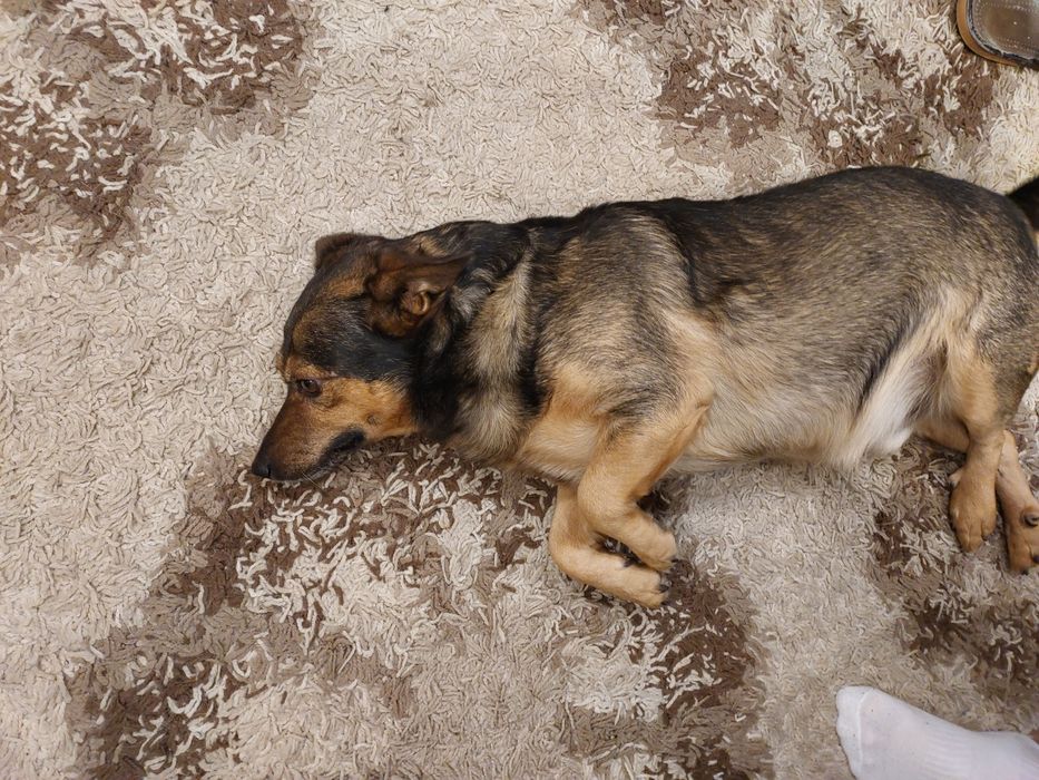 Oddam  Psa  LUCKY  w dobre ręce  Do oddania  pies Lucky