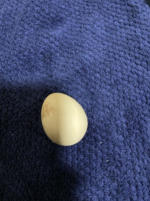 Vendo Galinhas angolanas