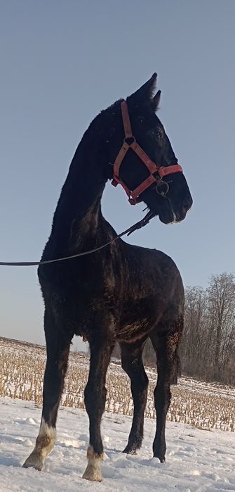 Ogierek śląski kary