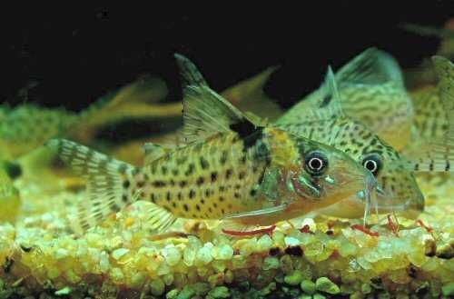 Kirysek jaguarowy - Corydoras ambiacus - Kirys - dowóz, wysyłka