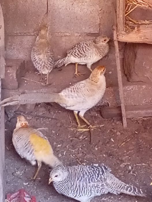 Casais Faisões 2025