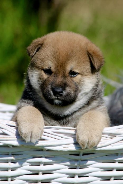 Shiba inu SHIGERU pies zkwp FCI szczenię po CHAMPIONACH