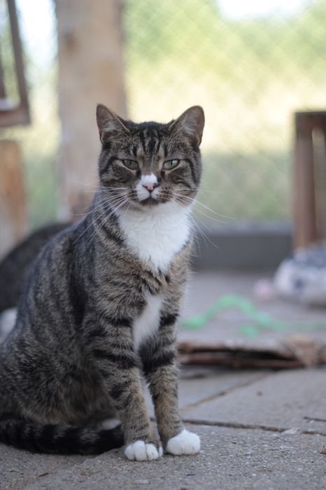 Spokojny, delikatny i młody Chips czeka na szansę na dom!
