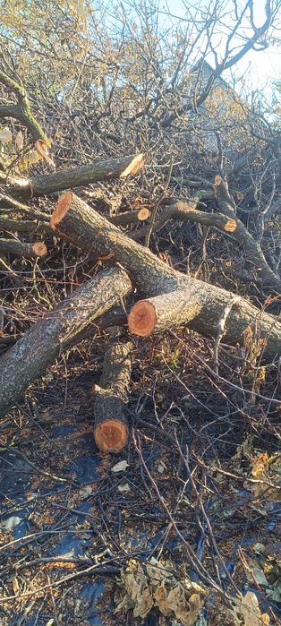 Ветки, бревна абрикосы бесплатно