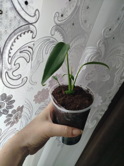 monstero burla Max Акція