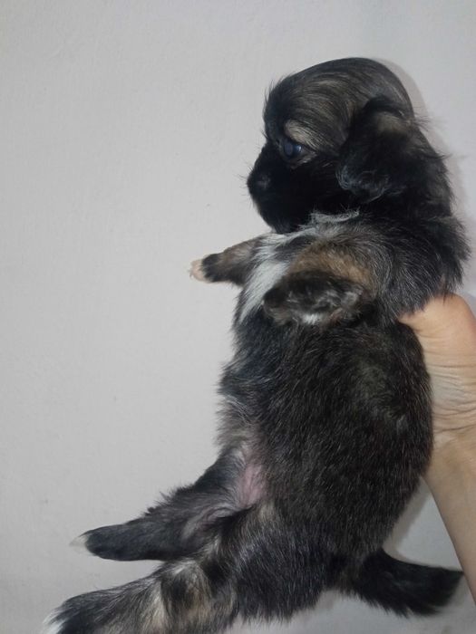 Королівський Пекінес-Хлопчики