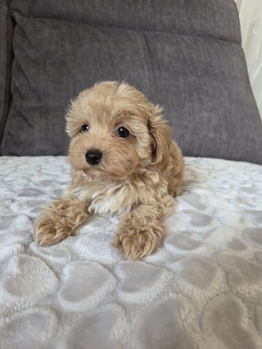 Maltipoo piesek suczka szczeniak