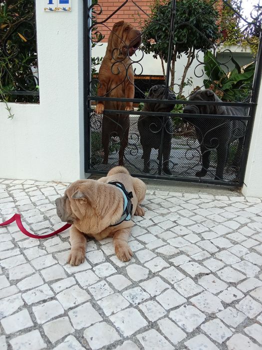 Sharpei puro creme   disponível para entrega