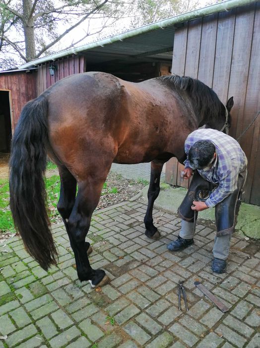 Cavalo cruzado - castrado - 12 anos
