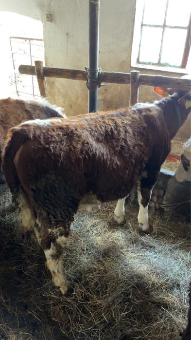 Byk i jałówki odsadki mięsne od swoich krów