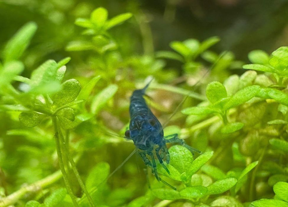 Krewetki Blue Velvet