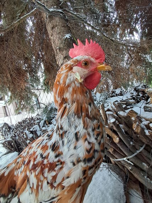 sprzedam koguta tricolor